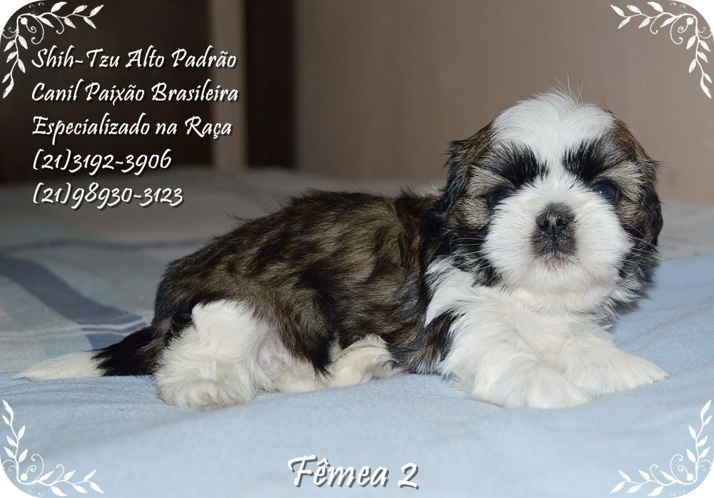 venda de cachorro da raça shih tzu